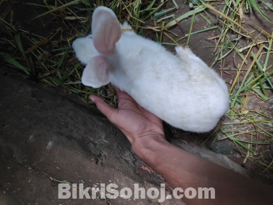 Rabbits for sell